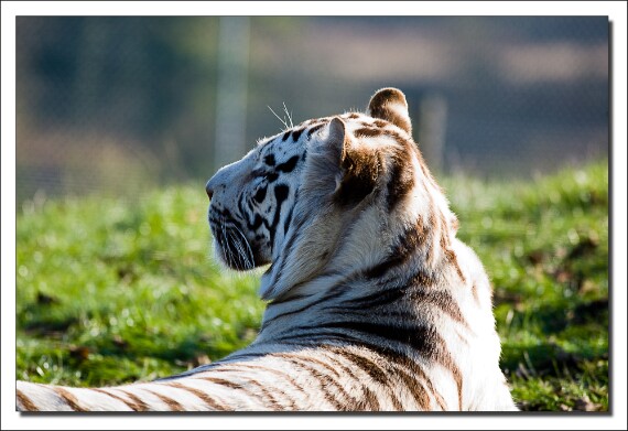 IMG_1800 5D